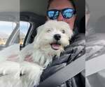 Small #2 Maltese Mix