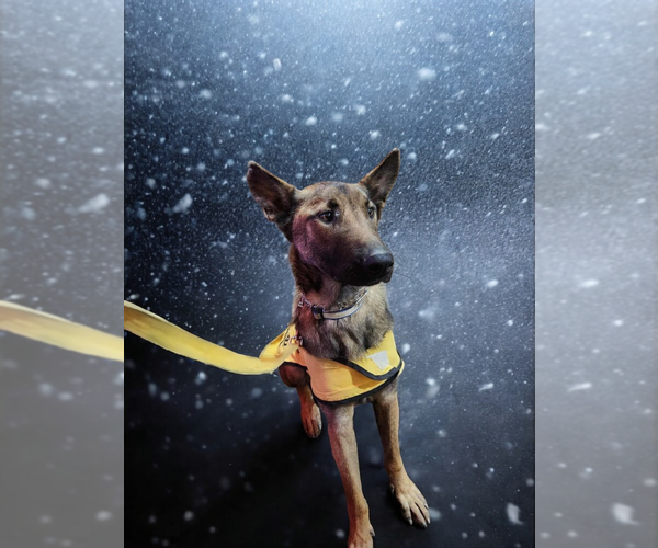 Medium Photo #1 Mutt Puppy For Sale in garner, NC, USA