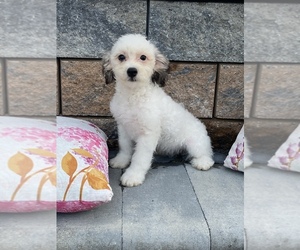 La-Chon Puppy for sale in SENECA FALLS, NY, USA