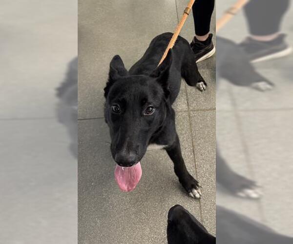 Medium Photo #2 Border Collie Puppy For Sale in San Martin, CA, USA