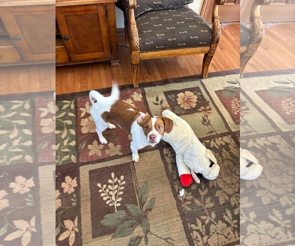 Medium Photo #4 Bocker Puppy For Sale in Macon, MO, USA