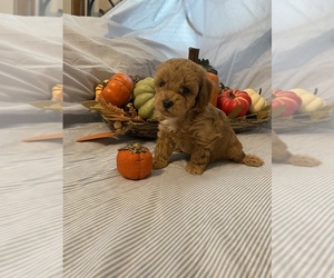 Poodle (Toy) Puppy for sale in GRANBY, MO, USA