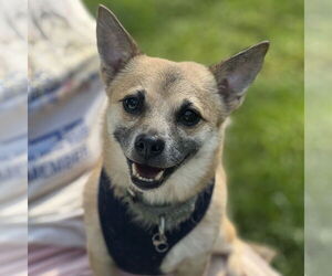 Maximus - Male Chiranian Dog for Adoption - Photo #3
