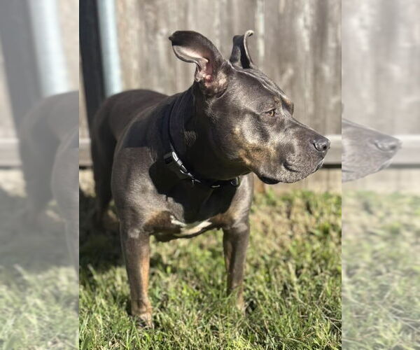 Medium Photo #2 American Pit Bull Terrier-Unknown Mix Puppy For Sale in Oakhurst, NJ, USA