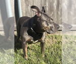 Small #1 American Pit Bull Terrier Mix