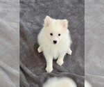 Small #1 American Eskimo Dog (Toy)