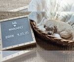 Small #3 Goldendoodle