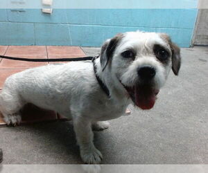 Lhasa Apso Dogs for adoption in Downey, CA, USA
