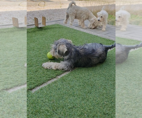 Medium Photo #12 Schnauzer (Miniature) Puppy For Sale in Hatvan, Heves, Hungary