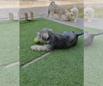 Small #11 Schnauzer (Miniature)