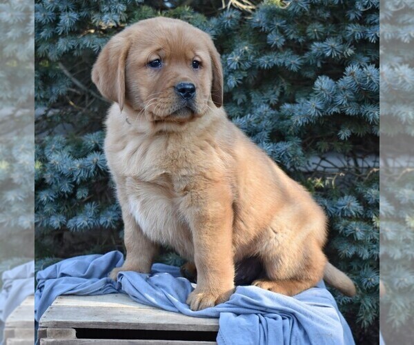 Medium Photo #4 Labrador Retriever Puppy For Sale in MILLERSTOWN, PA, USA