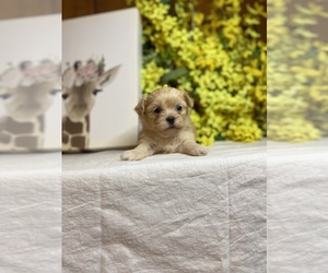 Mal-Shi Puppy for sale in MURFREESBORO, AR, USA