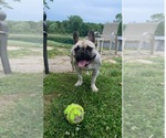 Small Photo #1 French Bulldog Puppy For Sale in CROSWELL, MI, USA