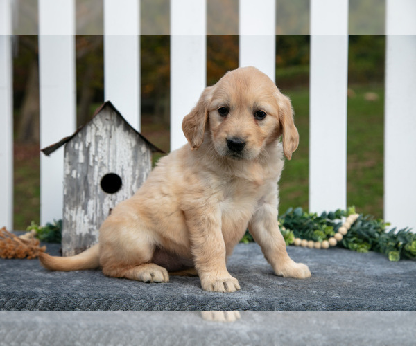 Medium Photo #18 Golden Retriever Puppy For Sale in HOLMESVILLE, OH, USA