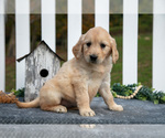 Small Photo #18 Golden Retriever Puppy For Sale in HOLMESVILLE, OH, USA