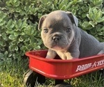 Puppy Ash French Bulldog