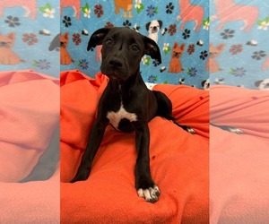 Mutt Dogs for adoption in Woodbury, NY, USA