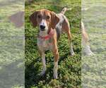Small #5 Treeing Walker Coonhound Mix