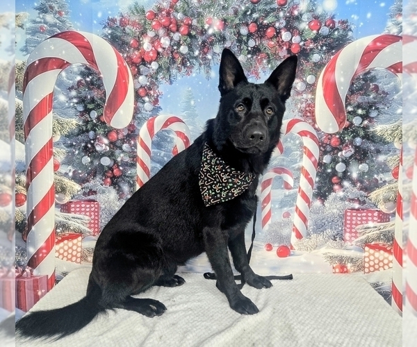 Medium Photo #12 German Shepherd Dog Puppy For Sale in FRANKLINTON, LA, USA