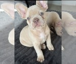Small #5 French Bulldog