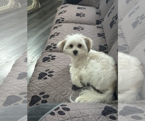 Papitese Puppy for sale in RICHMOND, MI, USA