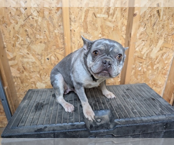 Medium Photo #1 French Bulldog Puppy For Sale in HAMPTON, GA, USA