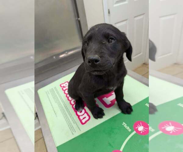 Medium Photo #1 Labrador Retriever Puppy For Sale in garner, NC, USA