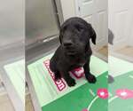 Small Labrador Retriever