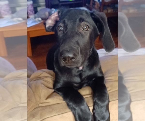 Medium Photo #2 German Shepherd Dog-Weimaraner Mix Puppy For Sale in PALMETTO, FL, USA