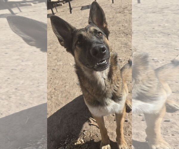 Medium Photo #2 German Shepherd Dog-Unknown Mix Puppy For Sale in Peralta, NM, USA