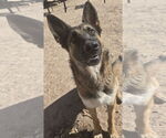 Small #1 German Shepherd Dog Mix
