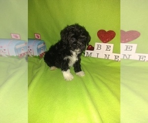 Yorkshire Terrier Puppy for sale in LAPEER, MI, USA