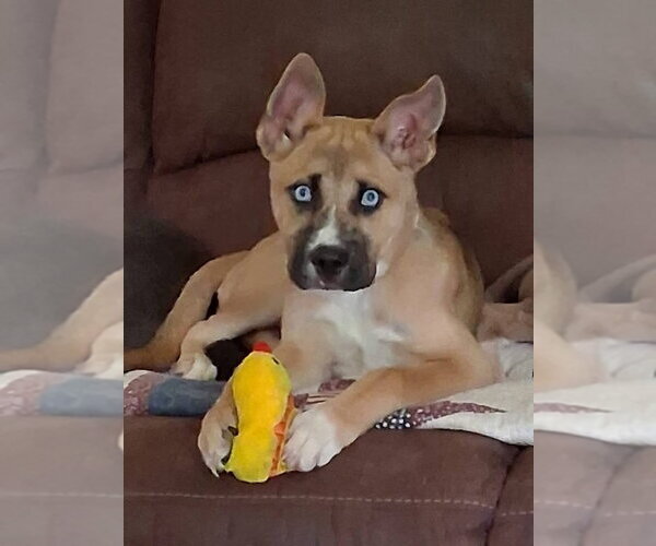 Medium Photo #1 Siberian Husky-Unknown Mix Puppy For Sale in Germantown, OH, USA