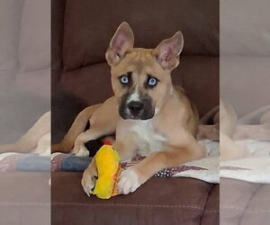 Siberian Husky-Unknown Mix Dogs for adoption in Germantown, OH, USA