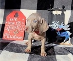Small Photo #33 Weimaraner Puppy For Sale in NEWCASTLE, OK, USA