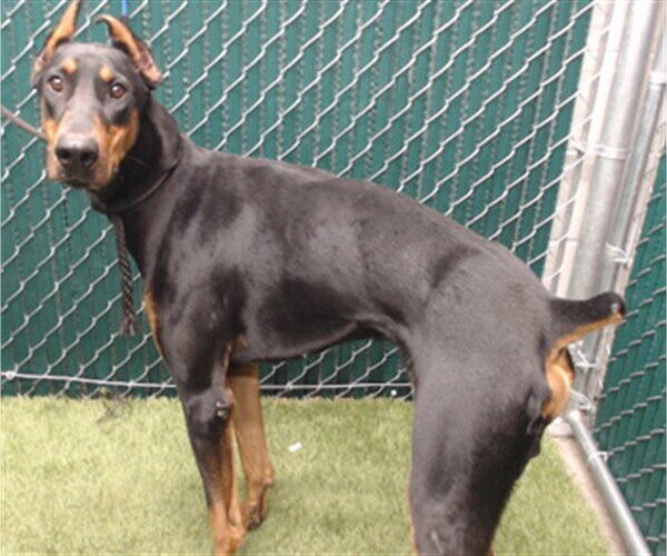 Medium Photo #1 Doberman Pinscher Puppy For Sale in Downey, CA, USA