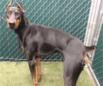 HELIOS - Male Doberman Pinscher Dog for Adoption - Small photo