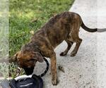 Small #2 Dachshund Mix
