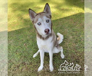 Medium Siberian Husky