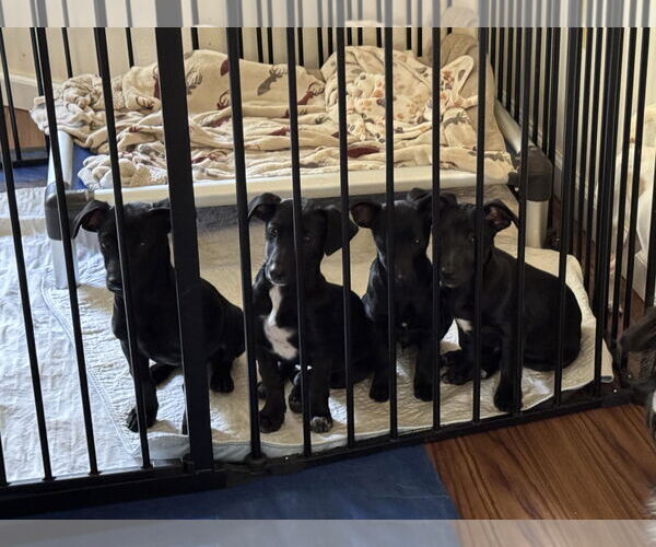 Medium Photo #2 Dachshund-Unknown Mix Puppy For Sale in Arlington, WA, USA