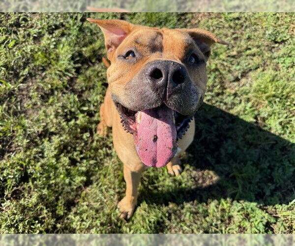 Medium Photo #3 American Pit Bull Terrier Puppy For Sale in Ocala, FL, USA