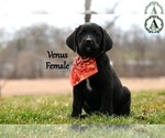 Puppy Venus Bernese Mountain Dog-Labrador Retriever Mix