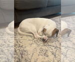 Small #3 American Bulldog Mix
