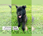 Small Photo #3 German Shepherd Dog Puppy For Sale in SALUDA, SC, USA