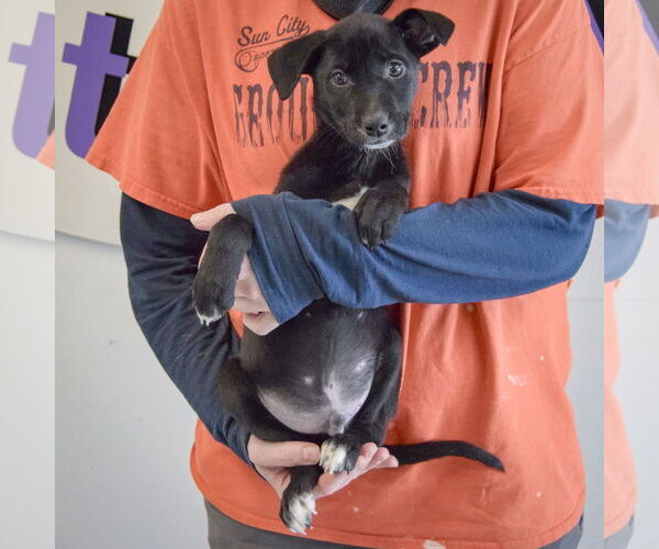 Medium Photo #4 Border Collie-Unknown Mix Puppy For Sale in Huntley, IL, USA