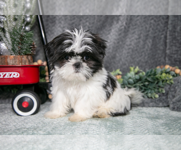 Medium Photo #2 Shih Tzu Puppy For Sale in CLARE, MI, USA