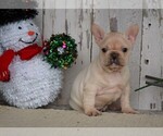 Small Photo #1 French Bulldog Puppy For Sale in FREDERICKSBG, OH, USA