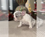 Small Photo #6 French Bulldog Puppy For Sale in HILTON, NY, USA