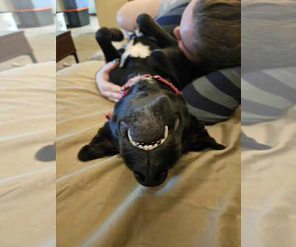 Medium Photo #9 Mutt Puppy For Sale in Sheboygan, WI, USA