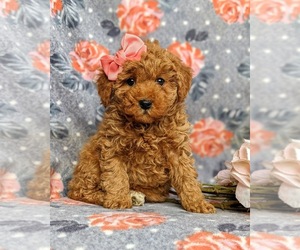 Cavapoo Puppy for sale in KIRKWOOD, PA, USA
